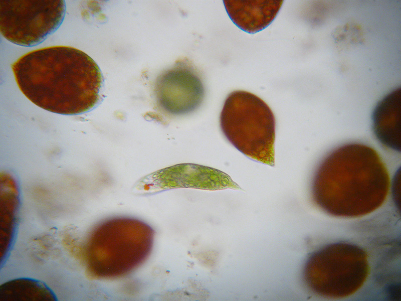 Euglena sanguinea?